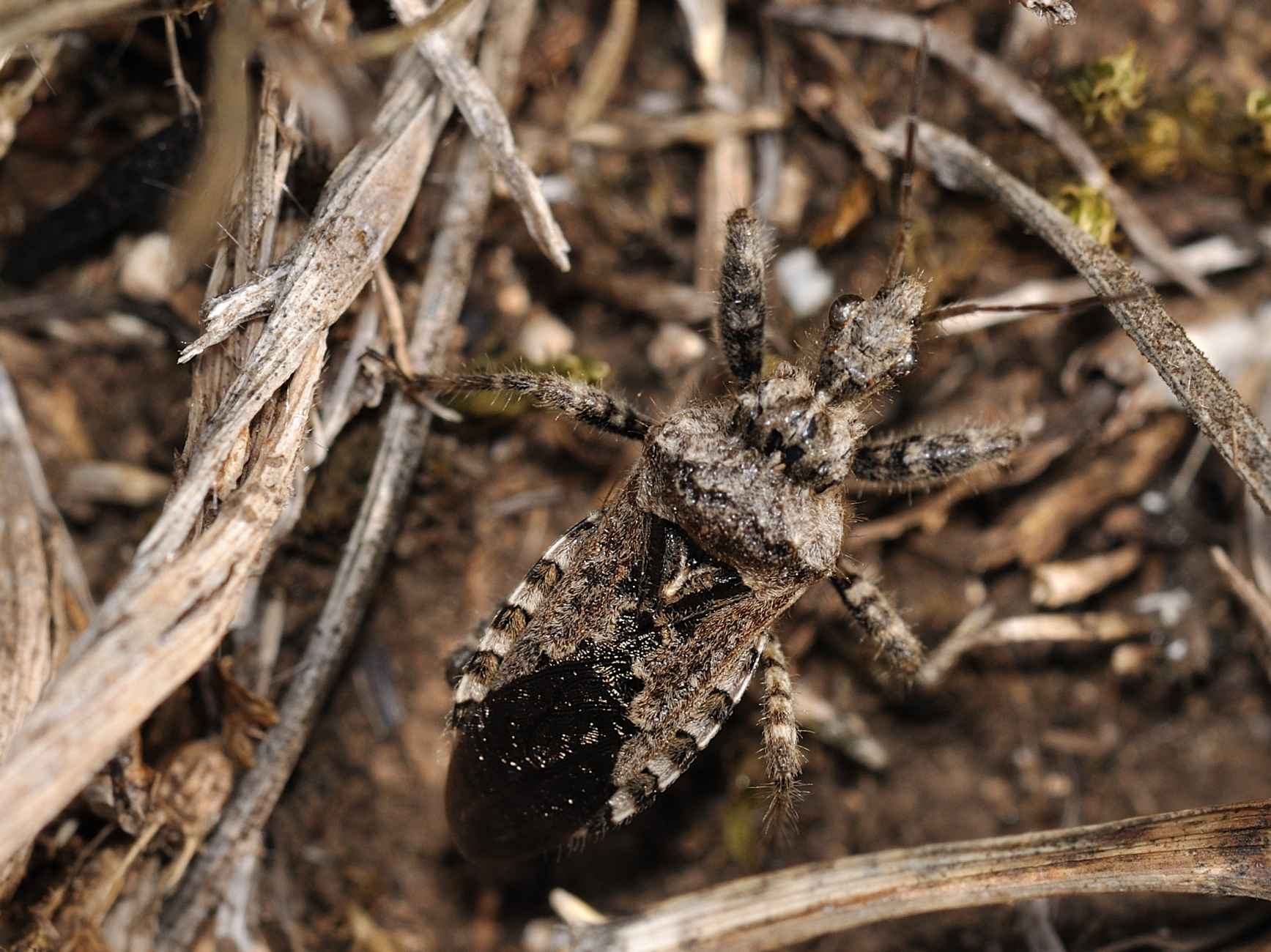 Reduviidae: Coranus griseus del Lazio (RM)